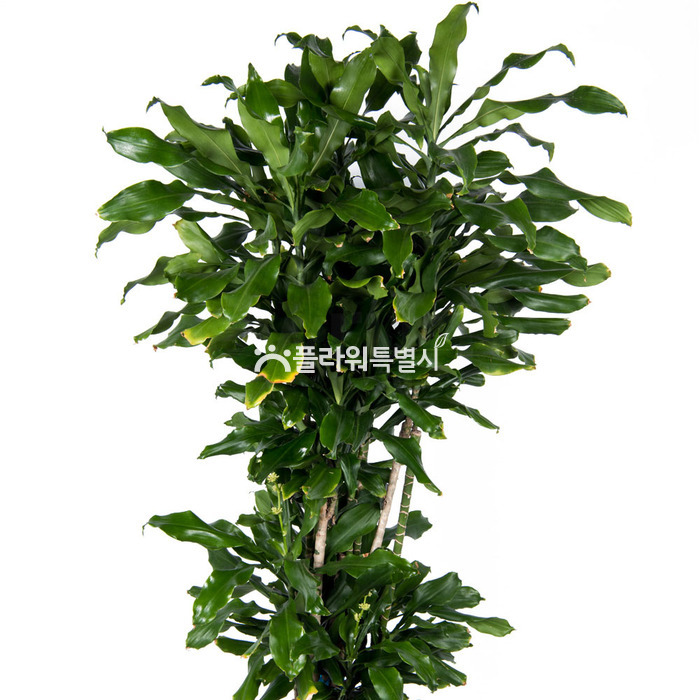 상세이미지