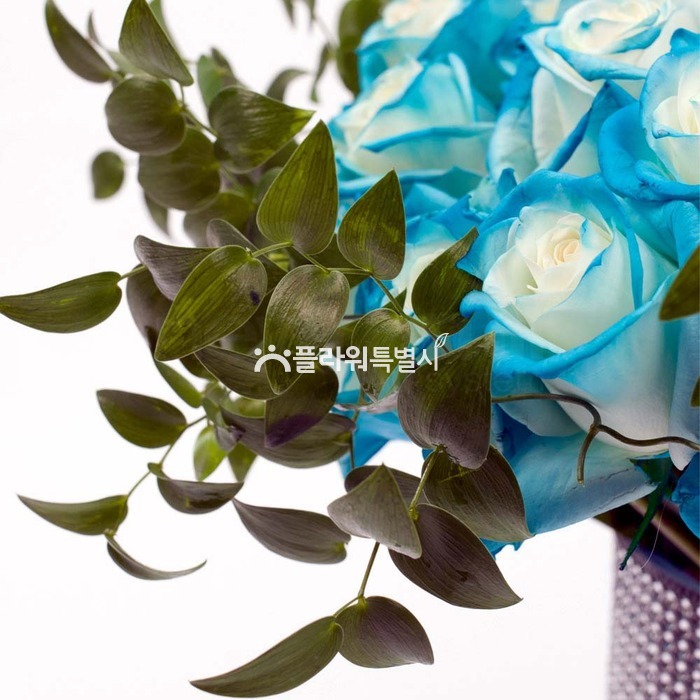상세이미지