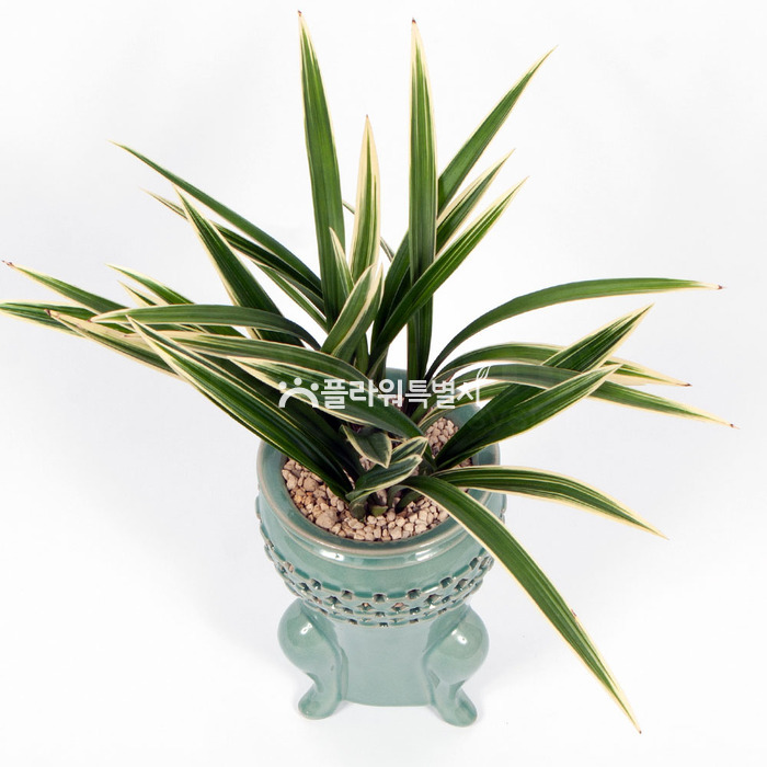 상세이미지