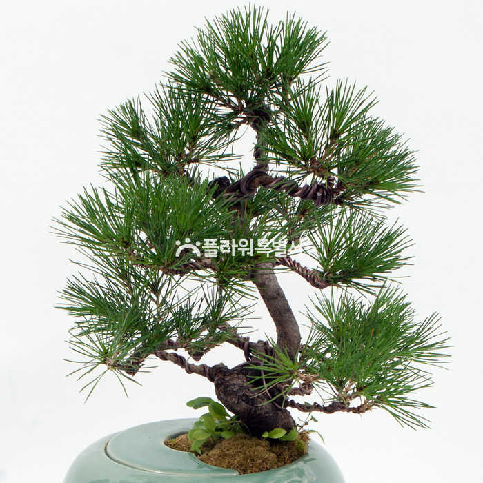 상세이미지