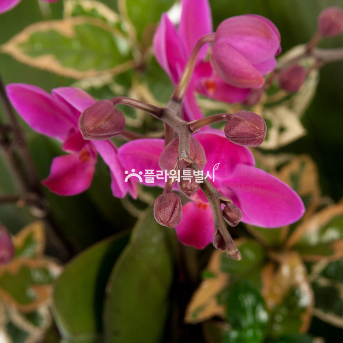 상세이미지