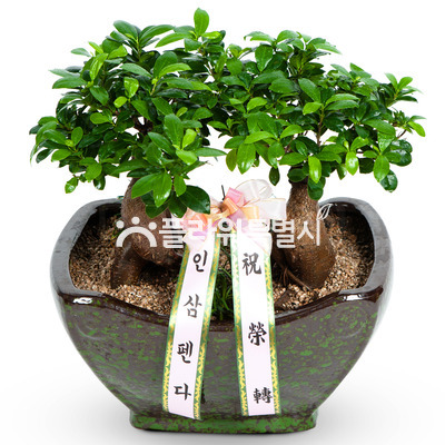 인삼펜다(쌍대)
