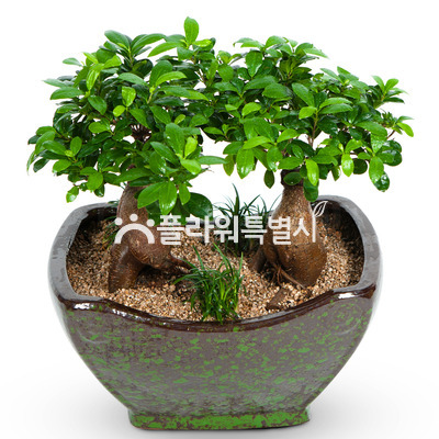 펜다분재(2대)