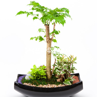 녹보수(탁상용)