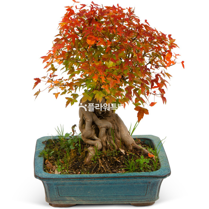 상세이미지