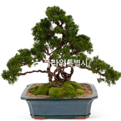 분재1호
