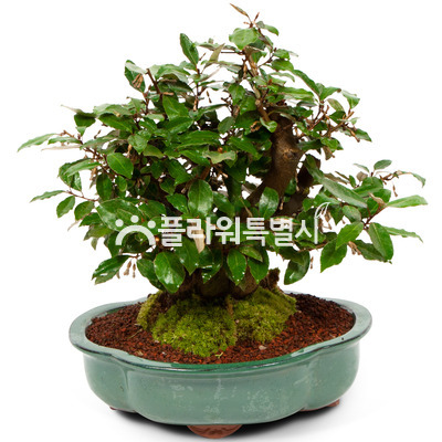 사철보리수분재