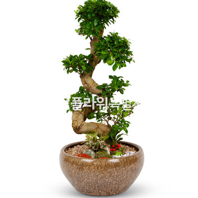 가지마루분재