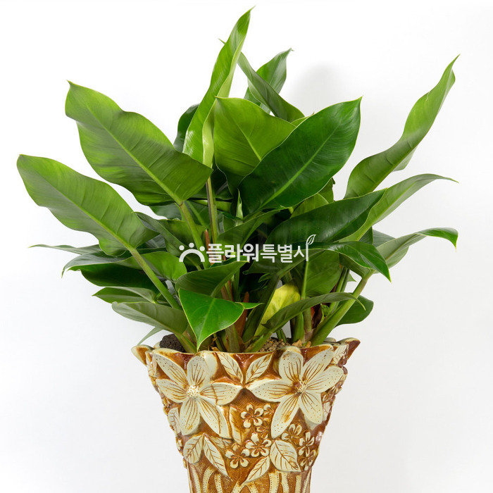 상세이미지