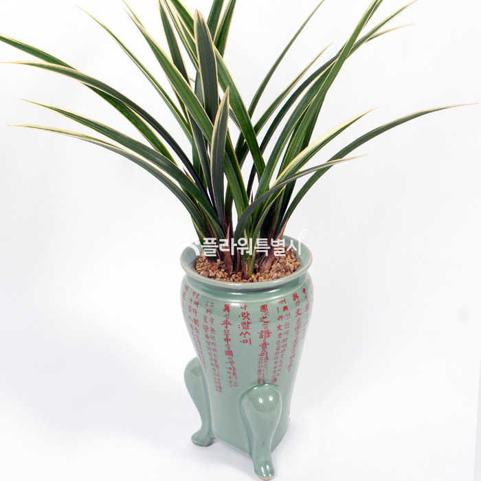 상세이미지