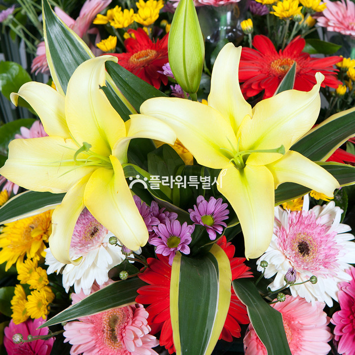 상세이미지