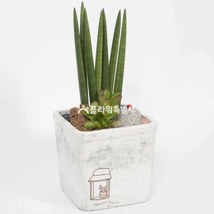 상세이미지