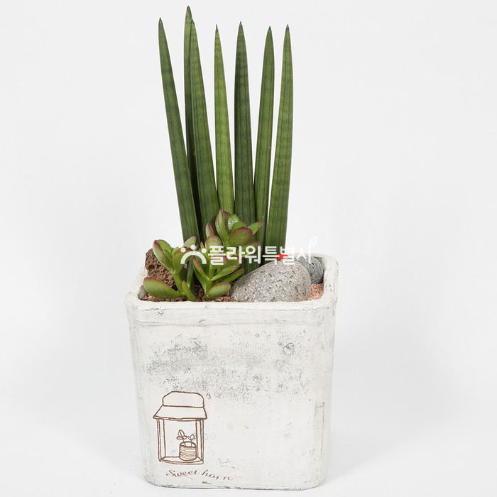 상세이미지