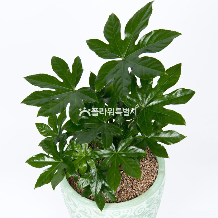 상세이미지