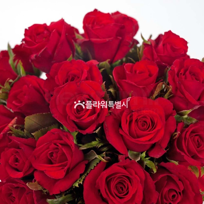 상세이미지