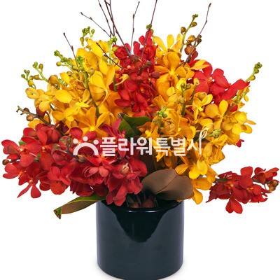 모카라혼합화병