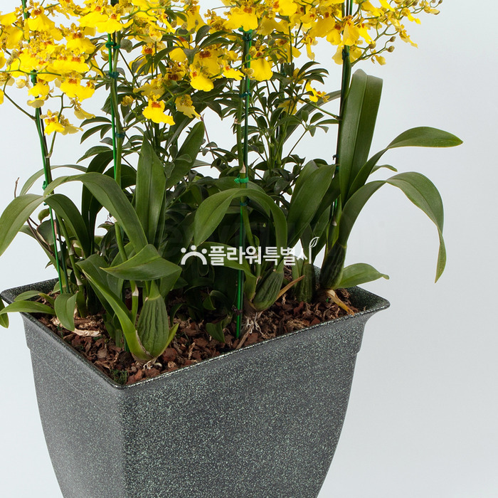 상세이미지