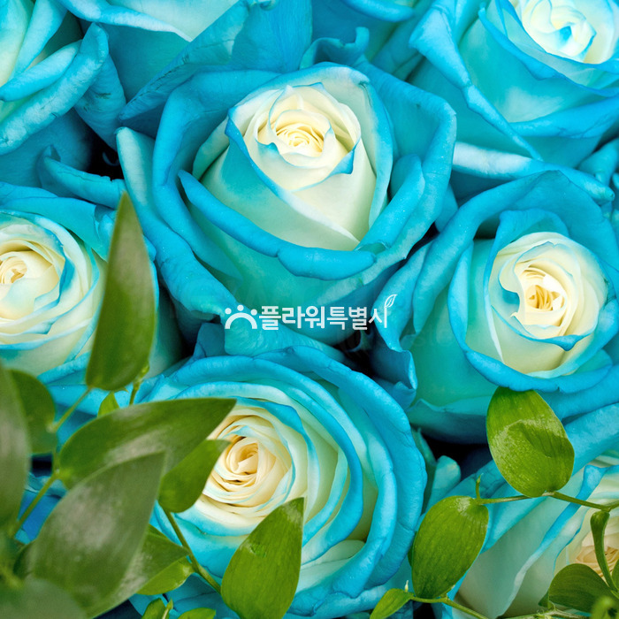 상세이미지