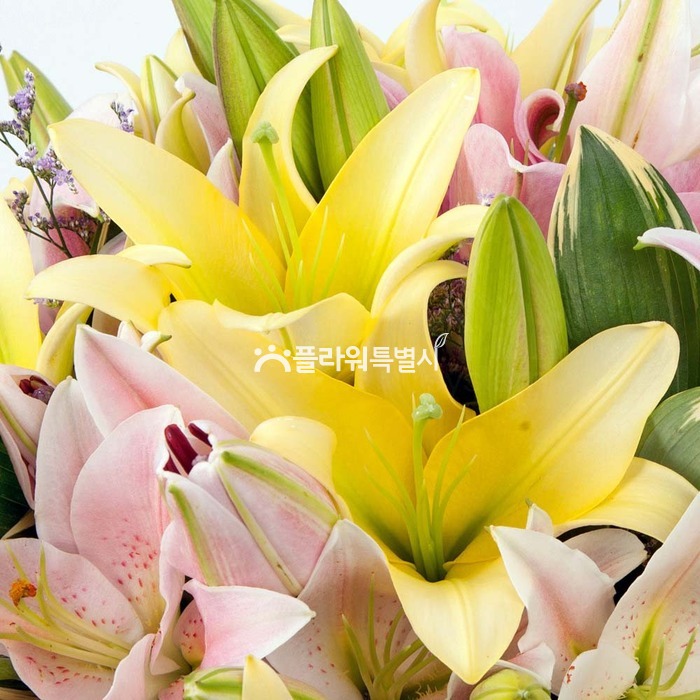상세이미지