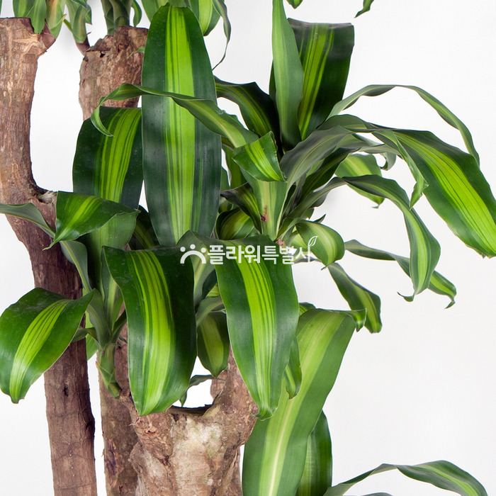 상세이미지
