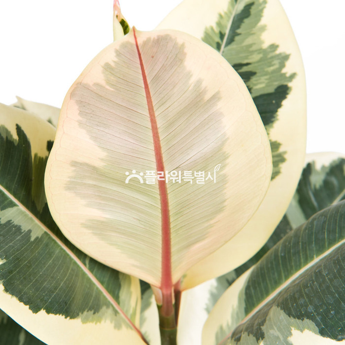 상세이미지