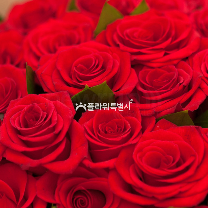 상세이미지