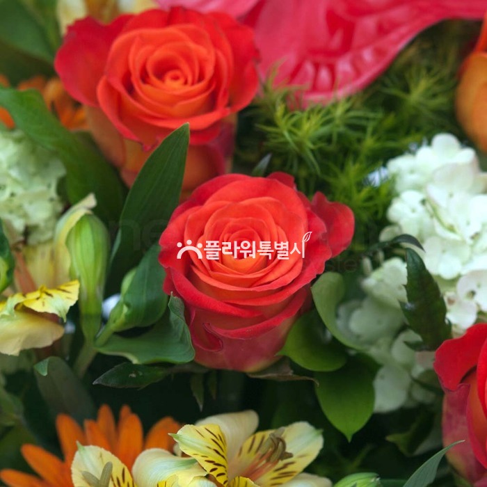 상세이미지