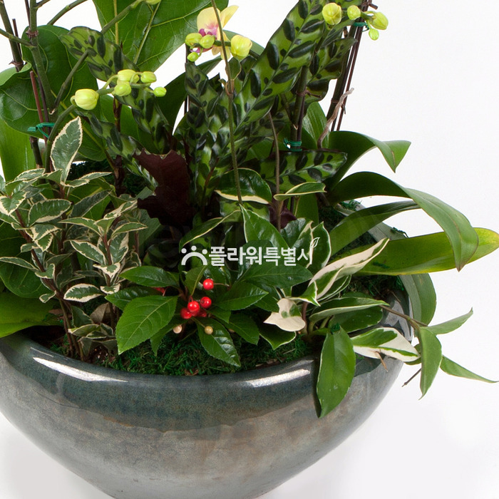 상세이미지