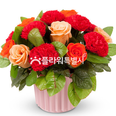 비누꽃빨강원형