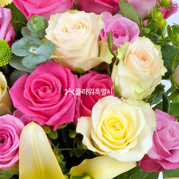 상세이미지