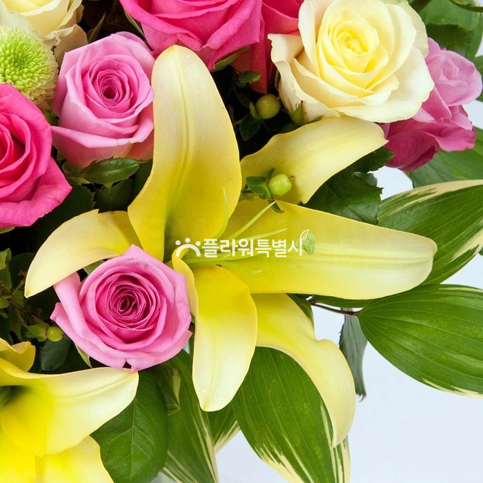 상세이미지