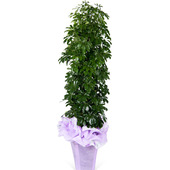 홍콩야자대품