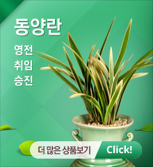 동양란