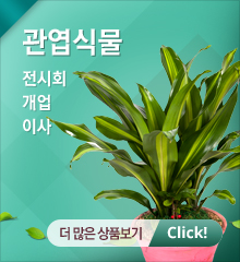 관엽식물